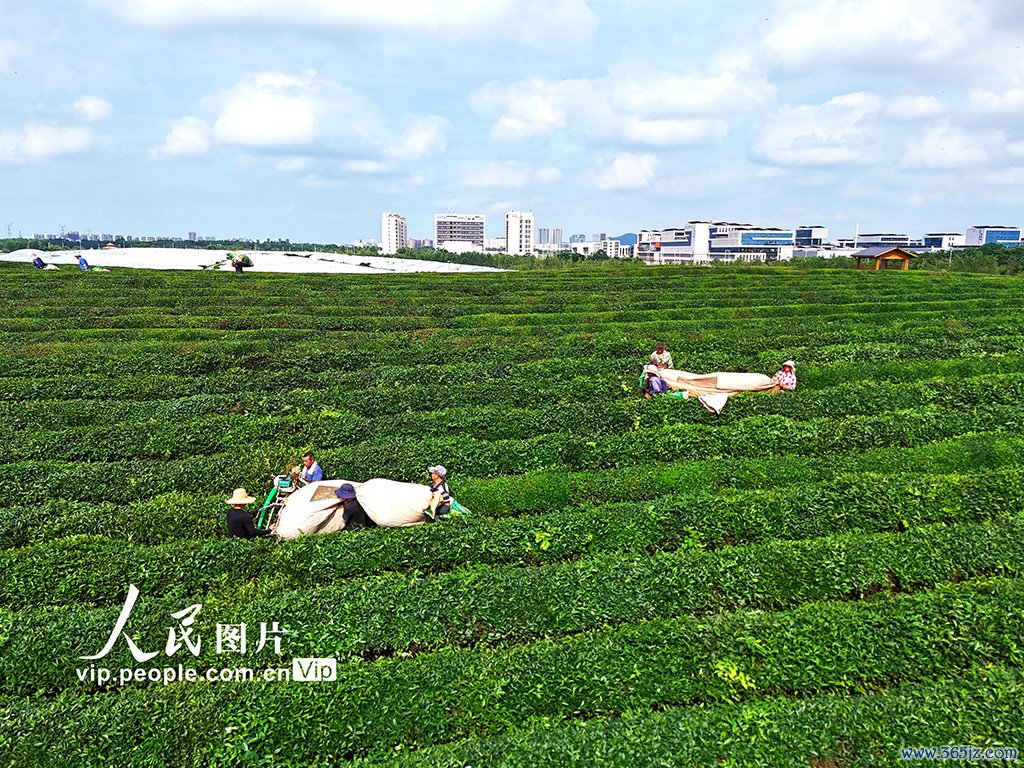 江西赣江新区：机采夏茶忙